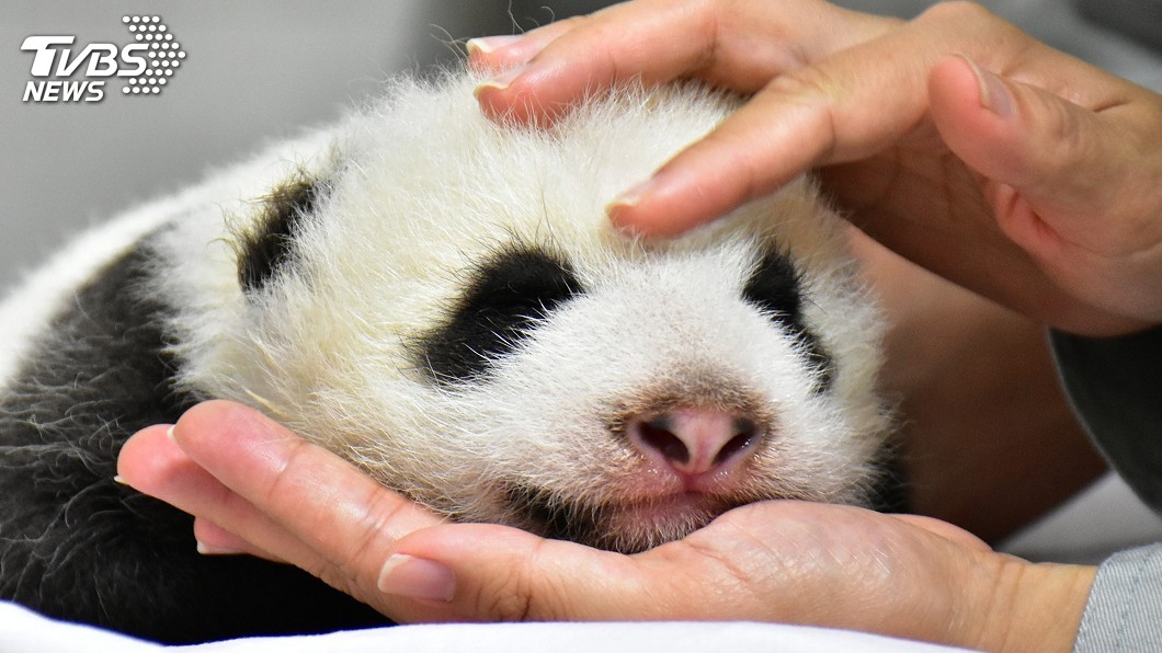 (圖/台北市立動物園提供)