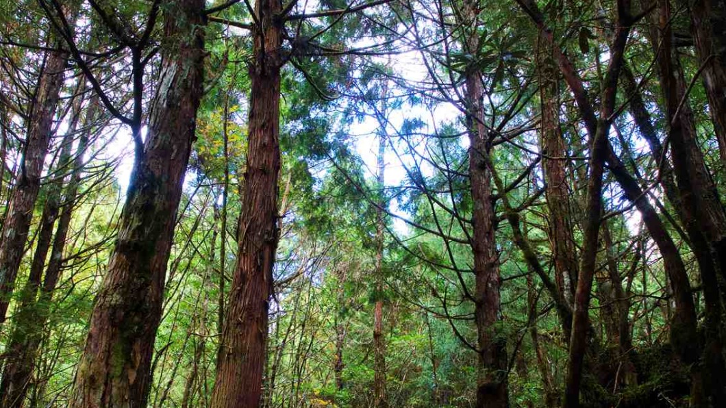 太平山區步道景觀有著高大杉木檜木以及嫩綠苔蘚植物,彷如仙境森林。(圖/ 太平山國家森林遊樂區提供)