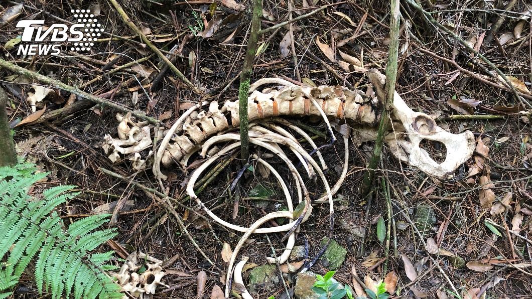 山老鼠集團獵食台灣黑熊、長鬃山羊　15人遭起訴