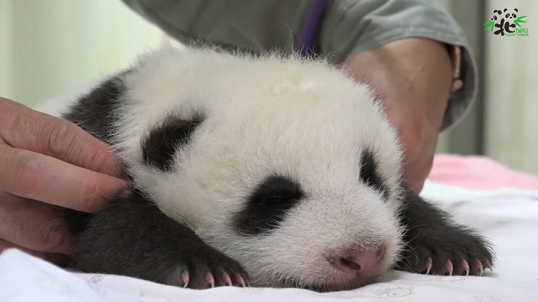 圖/翻攝自臺北市立動物園