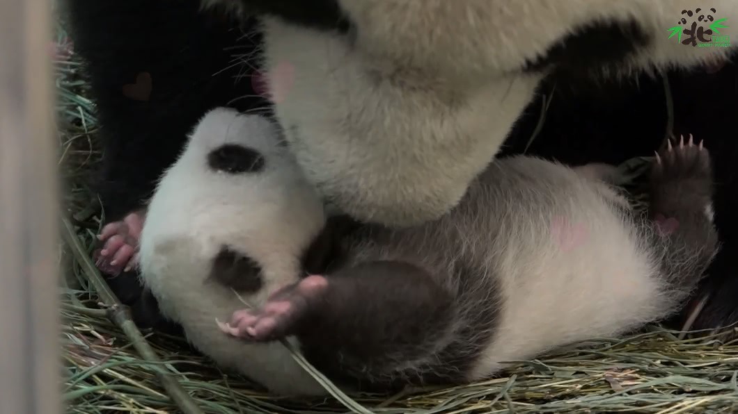 圖/翻攝自臺北市立動物園