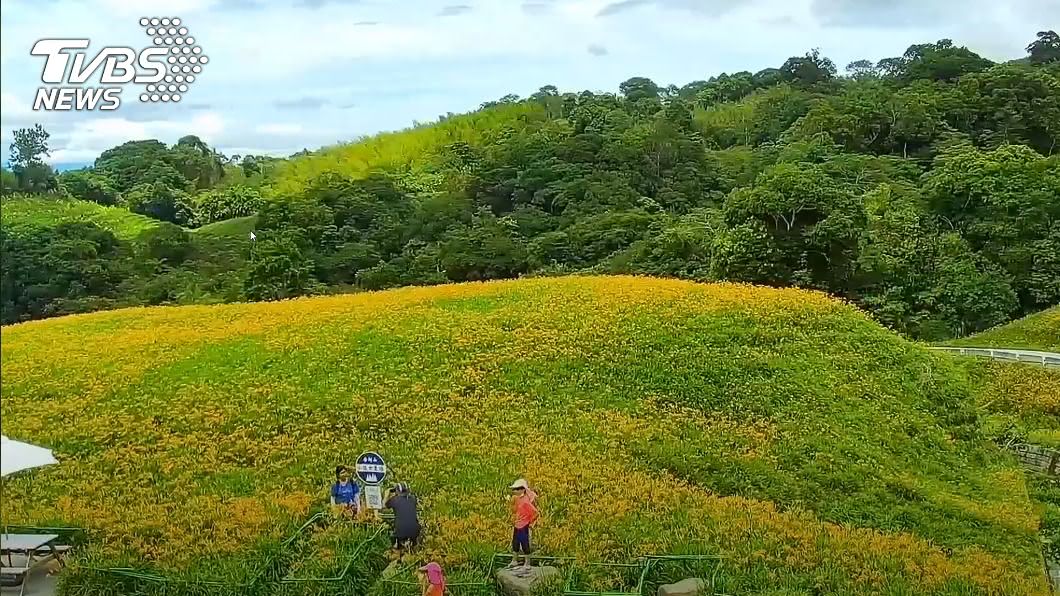 赤科山賞金針花海　即時影像先知花況