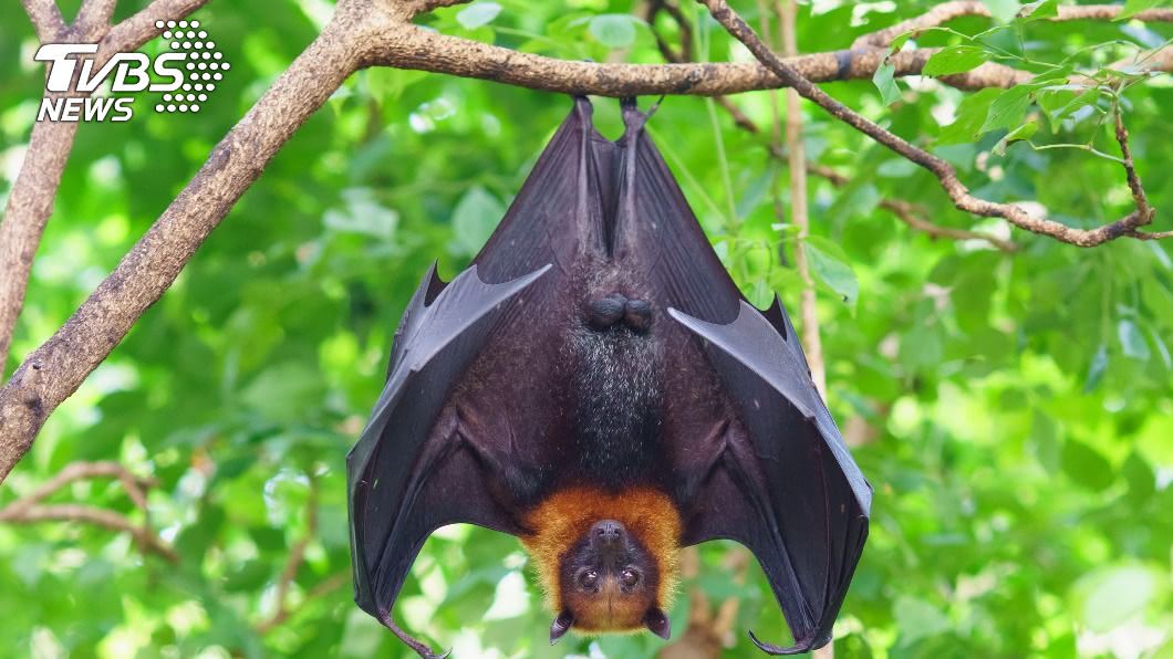 基隆蝙蝠驗出「麗沙病毒」 防檢局籲勿接觸野生動物