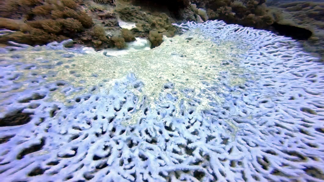高溫、工程影響 綠島石朗保護區珊瑚白化嚴重
