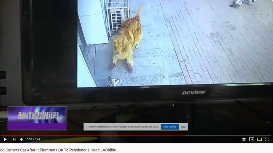 老翁所養的黃金獵犬與肇事貓對峙。（圖／翻攝自YouTube）