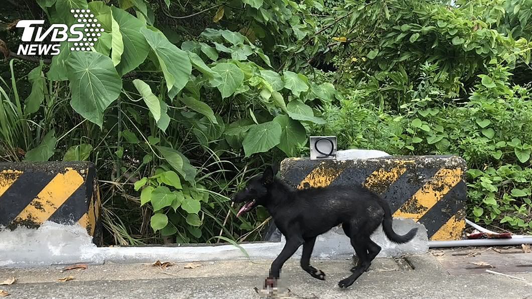 澄清湖出現捕獸夾 流浪犬腳掌遭夾爛命危