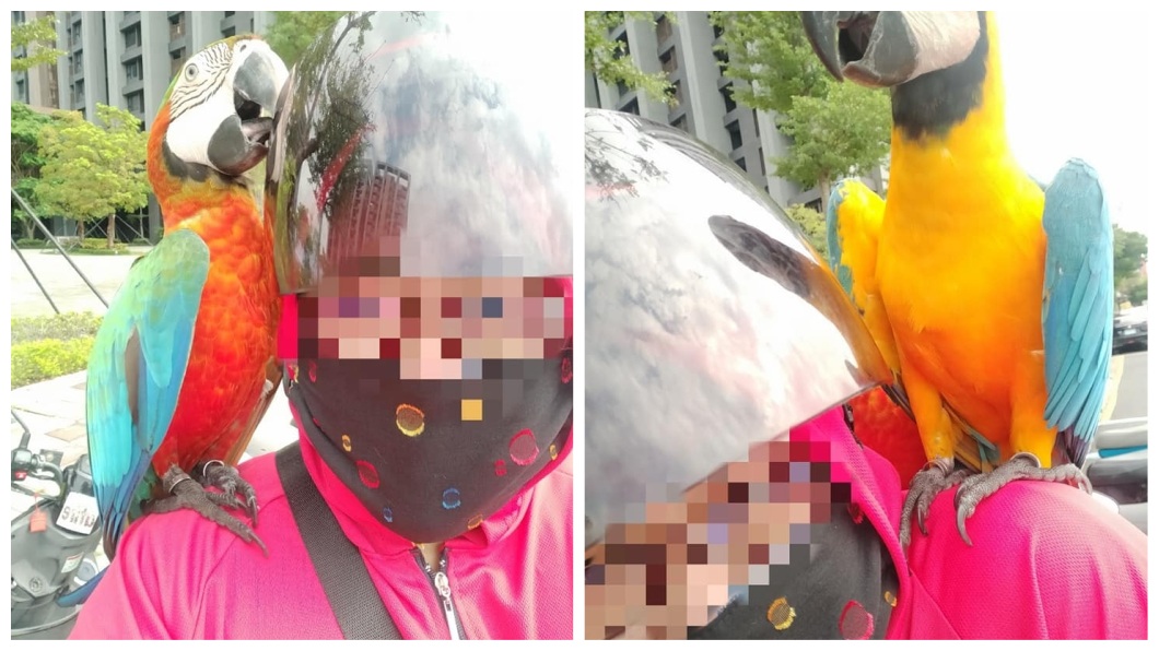 女外出遇飛來豔福 彩虹精靈成對停雙肩成「左右護法」