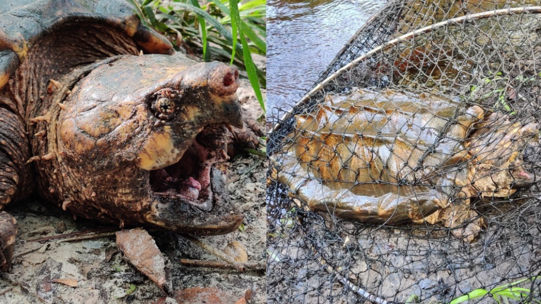蘇旺尼鱷龜擁有尖刺的外殼與喙狀的下巴。(圖/翻攝自FWC Fish and Wildlife Research Institute臉書)