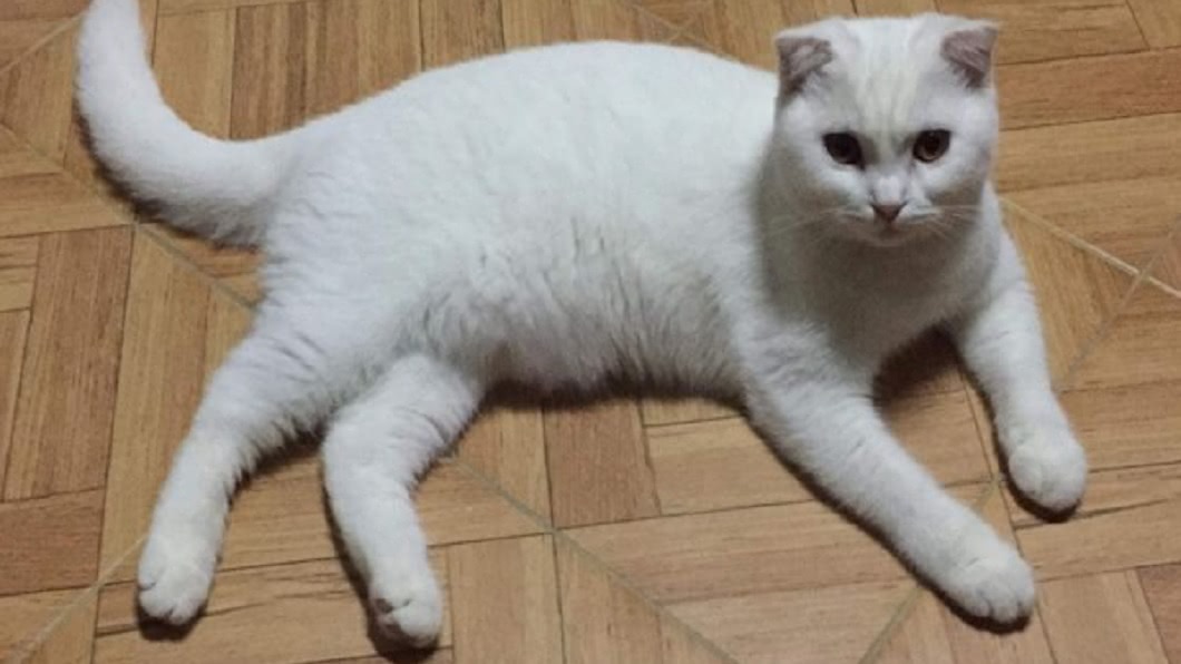 據飼主透露，愛貓的毛色原本是白色的。（圖／翻攝自臉書）