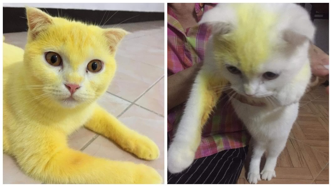 飼主說愛貓因為感染黴菌掉毛，母親建議他用傳統的薑黃療法，結果就讓牠的毛色變成金黃色。（圖／翻攝自臉書）