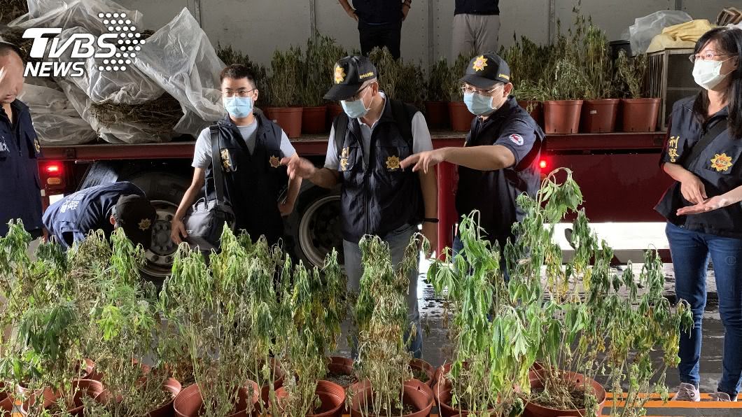 共1361株史上最多!檢警破獲6億自耕大麻園
