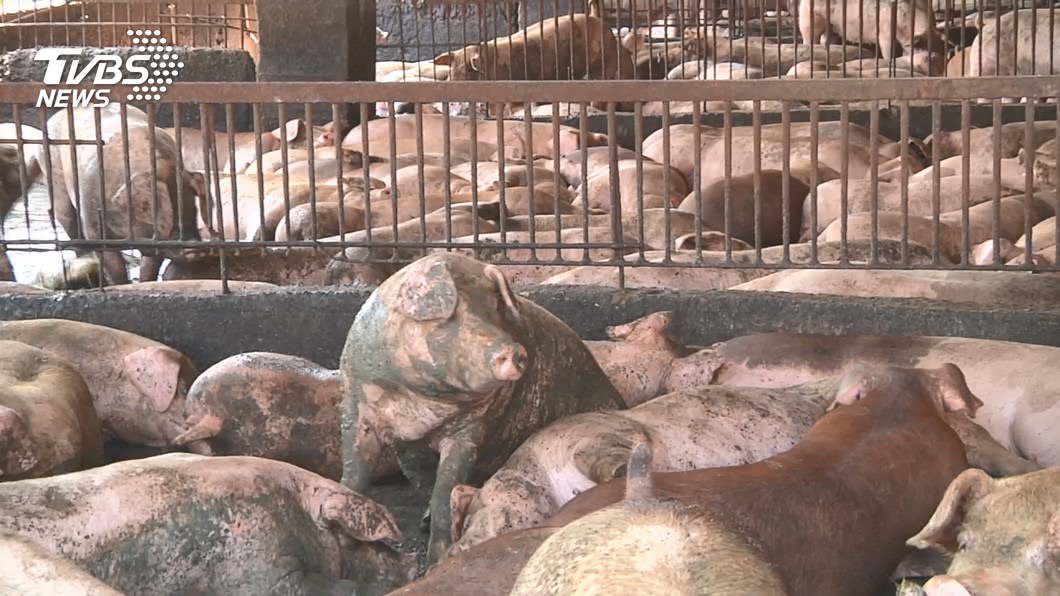 台豬吃「瘦肉精廚餘」恐影響零檢出 農委會:含量低