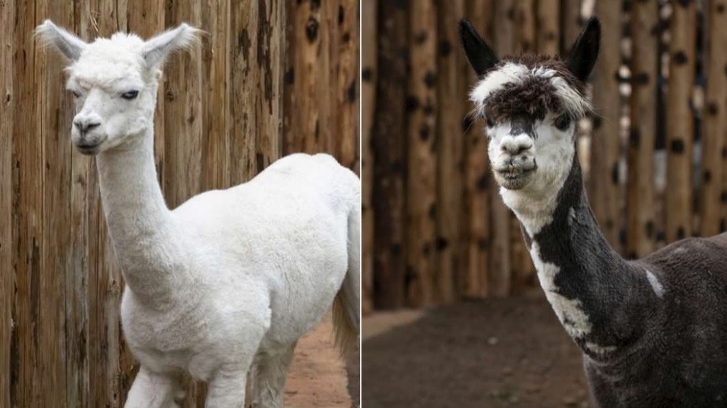 羊駝捲毛兄弟報到!「咖啡、牛奶」新竹動物園入厝