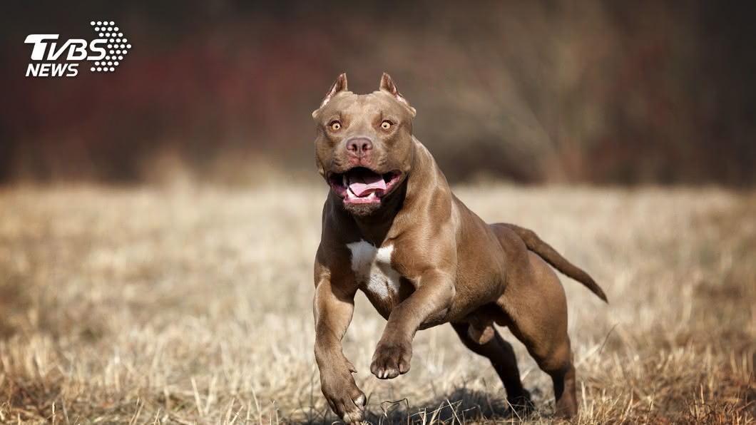 比特犬恩將仇報 男好心收養目睹8旬老母被咬死