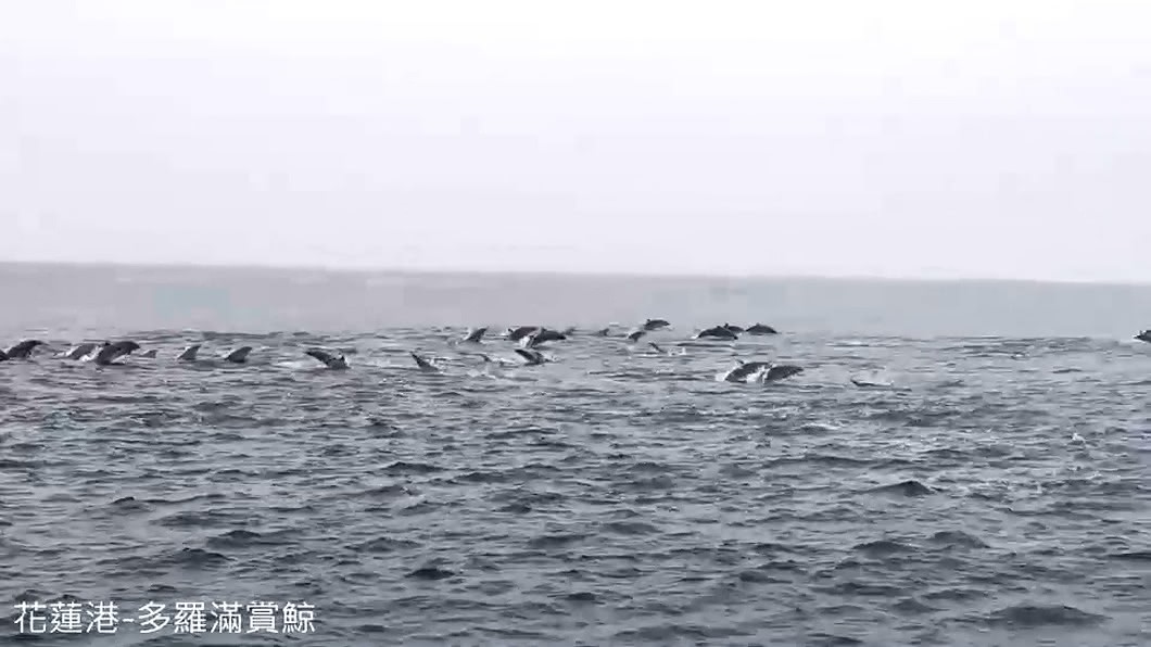 圖/翻攝自多羅滿賞鯨業者