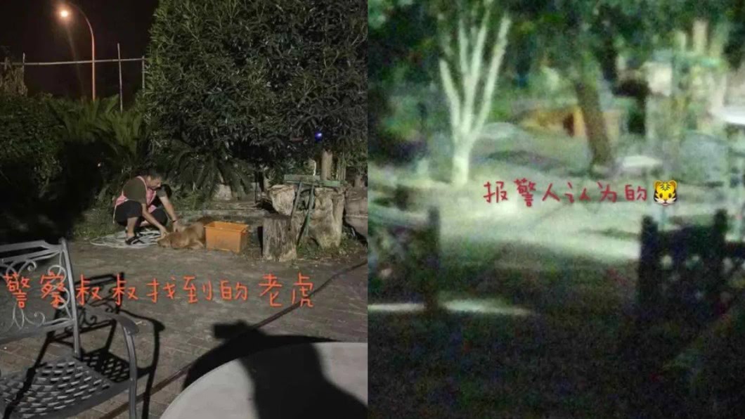 爺爺誤把黃金獵犬誤認成老虎。(圖/翻攝自杭州之聲)