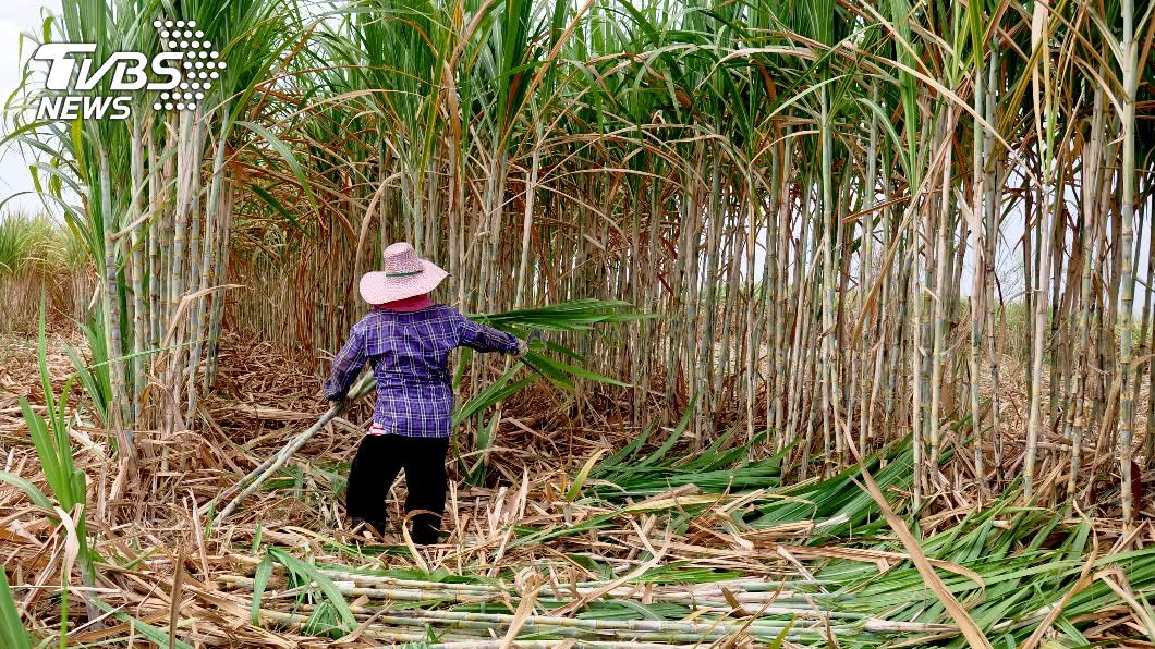 揪放風箏…5少年「陳屍甘蔗田」!生前全遭燒砍虐打