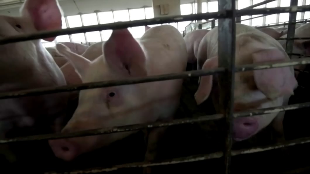 美國豬牛拚外銷 曾因狂牛症、瘦肉精卡關
