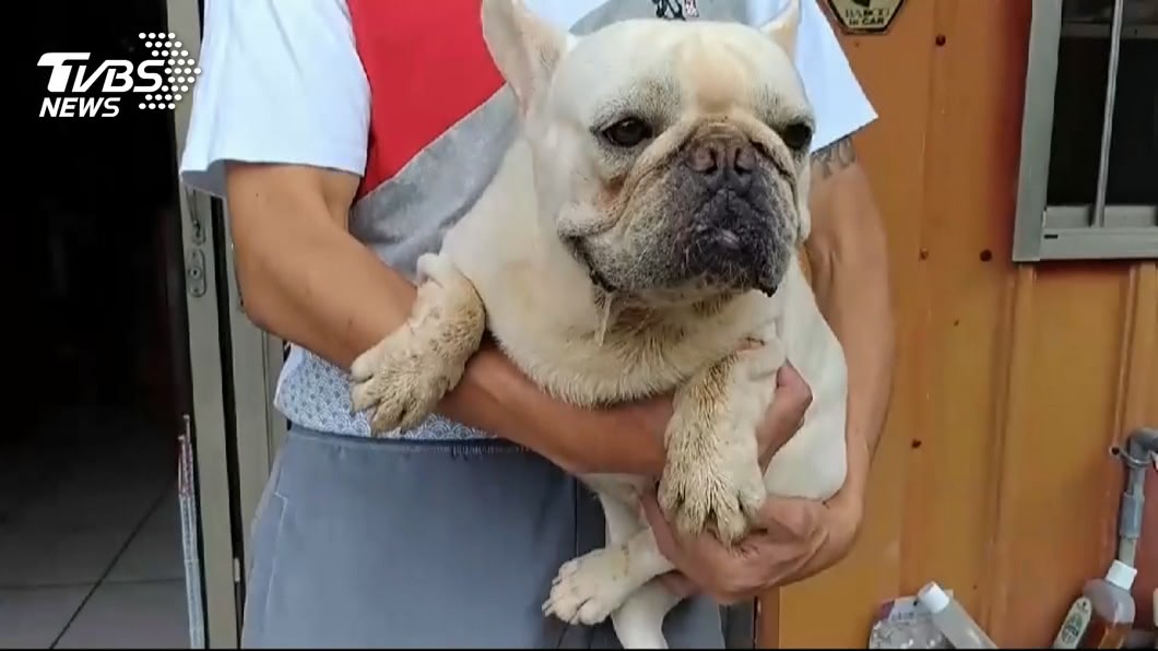 違法繁殖法鬥犬遭檢舉　五金行老闆罵稽查員：去死啦
