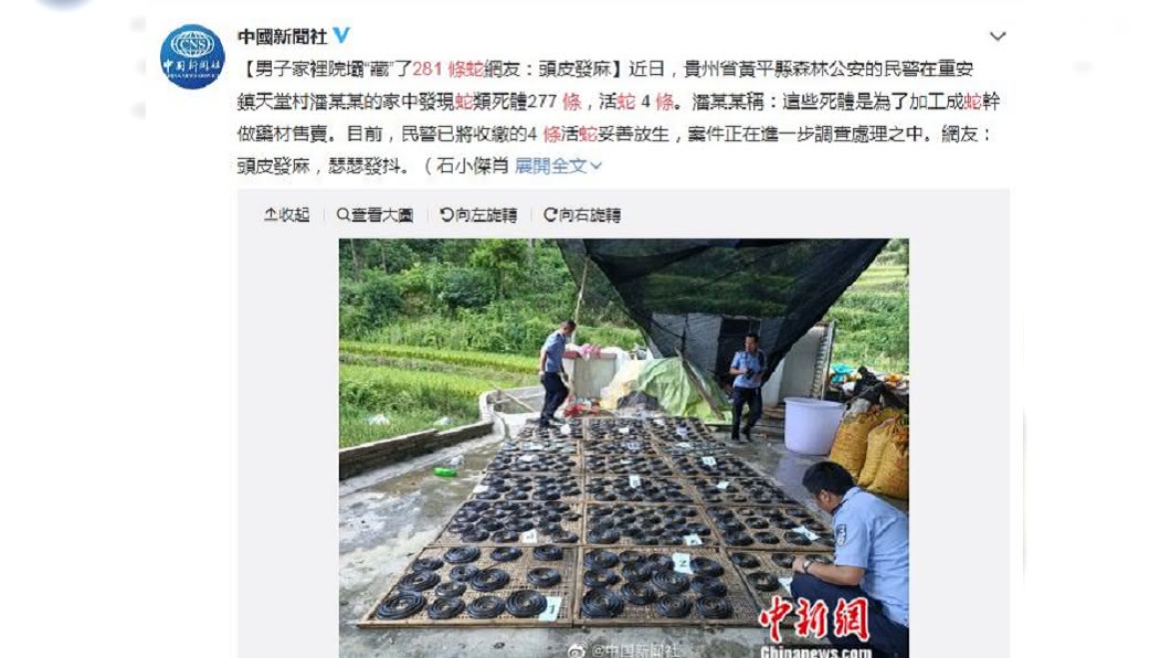 經過清查,281條蛇當中已有277條死亡,至於剩下的4條活蛇,則是拿到野外放生。(圖/翻攝自中新網微博)