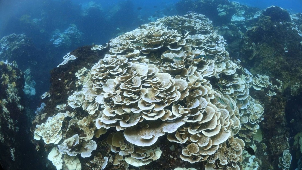 白化20年來最嚴重 氣溫降墾丁珊瑚現生機