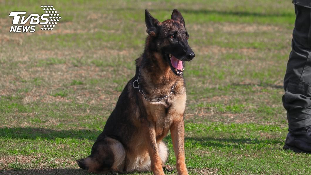 才出生7天…女嬰慘成「獵犬食物」手臂當場被啃斷