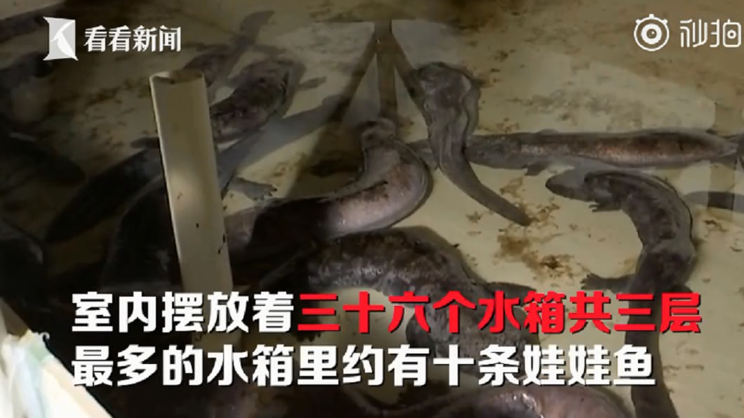 （圖／翻攝自看看新聞）