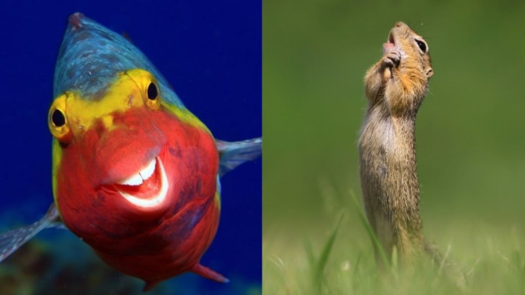 其他受關注的作品還有露齒笑的魚、窒息松鼠等。(圖/翻攝自Comedy Wildlife Photo Awards網站)