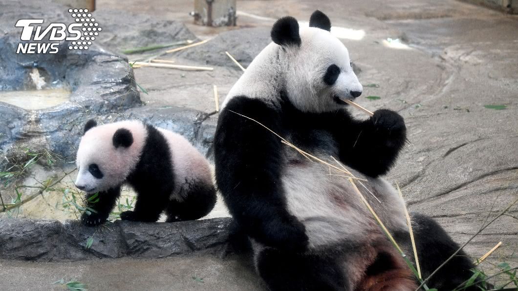 飼料太貴!動物園出借無尾熊 22種動物被「裁員」
