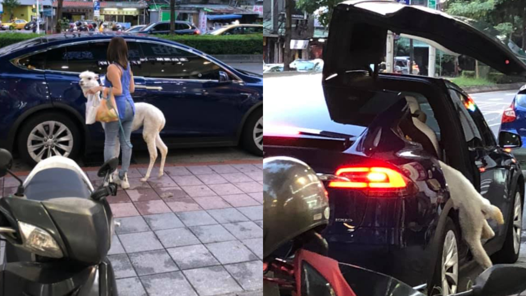 「草泥馬」搭百萬特斯拉逛夜市!網驚:貧窮限制我的想像