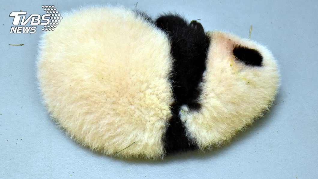 （圖／中央社）