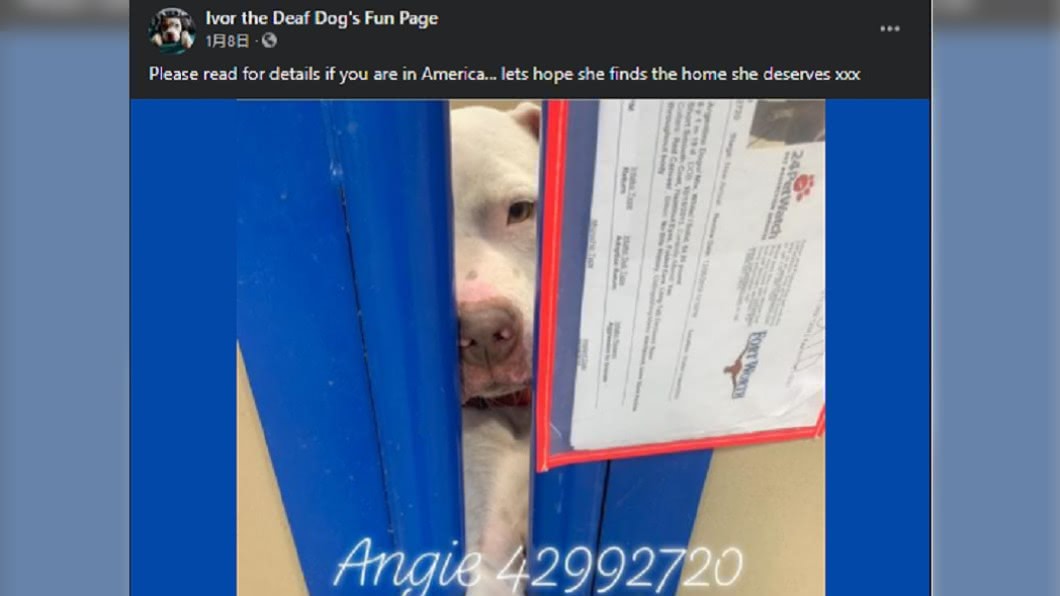 艾佛遭飼主多次退養。(圖/翻攝自Ivor the Deaf Dog's Fun Page臉書)