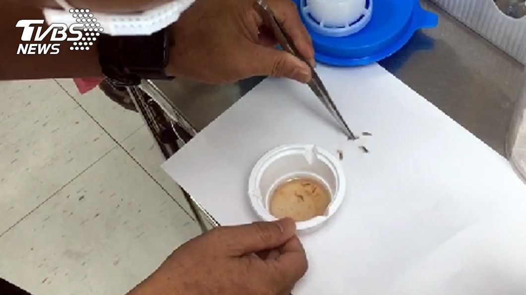 蒼蠅闖臥床老翁耳朵產卵 孵出10幾隻蛆塞滿耳道