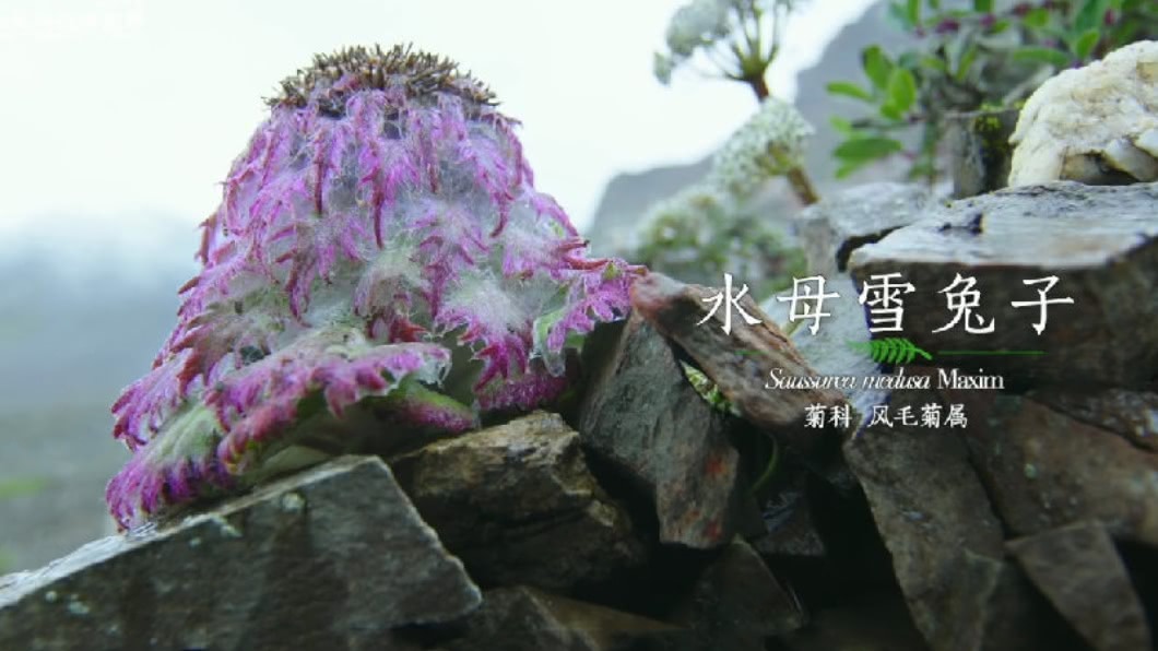 圖/翻攝自北京自然博物馆微博