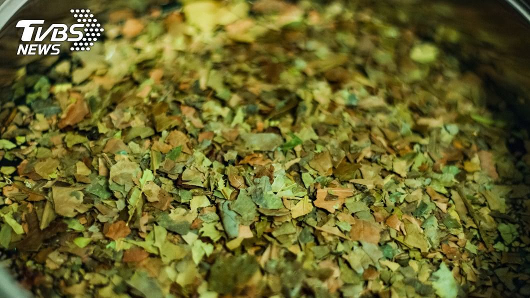 南美冬青葉茶可望登台　食藥署要求警語3族群少碰
