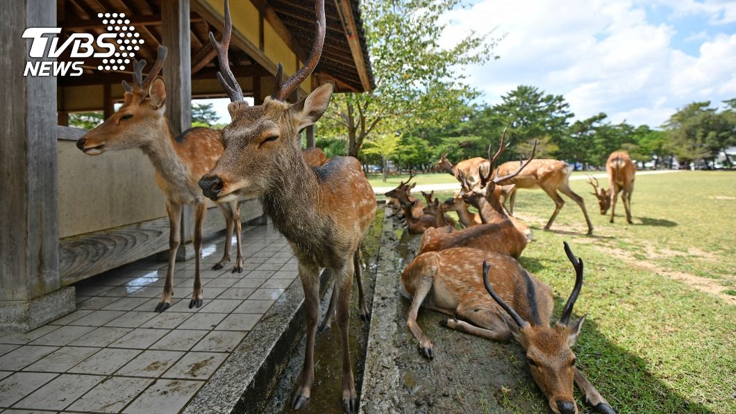 盼不到觀光客…奈良鹿骨瘦如柴 專家推測「鹿餅成癮症」