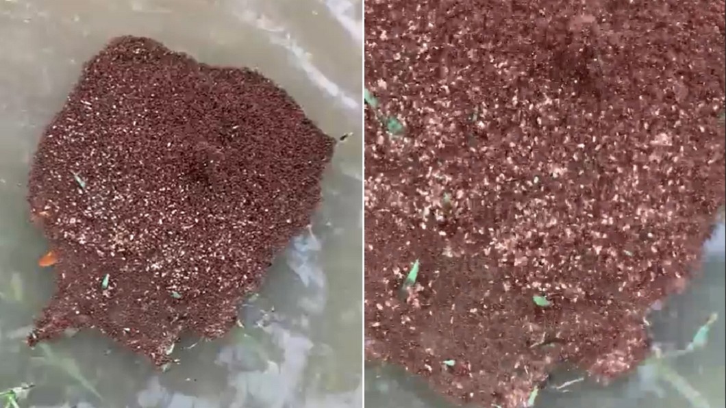 水面驚「蠕動紅肉塊」行走!一碰到…50萬隻奔啃奪命