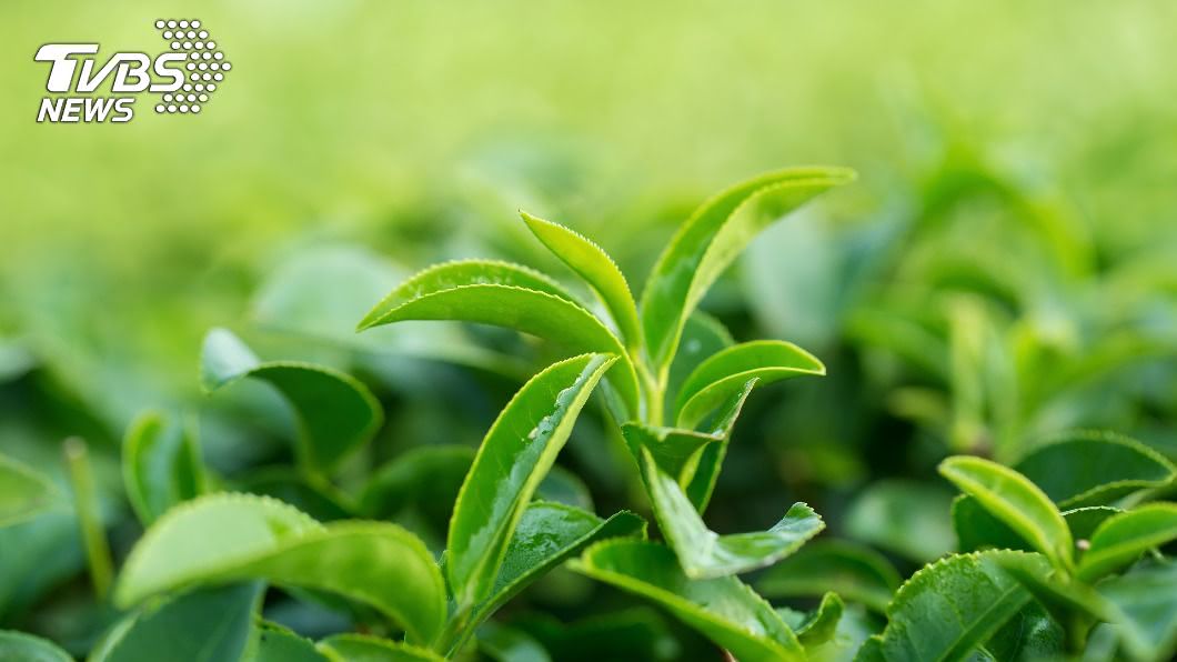 疫情衝擊國產高價茶需求。（示意圖／shutterstock 達志影像）