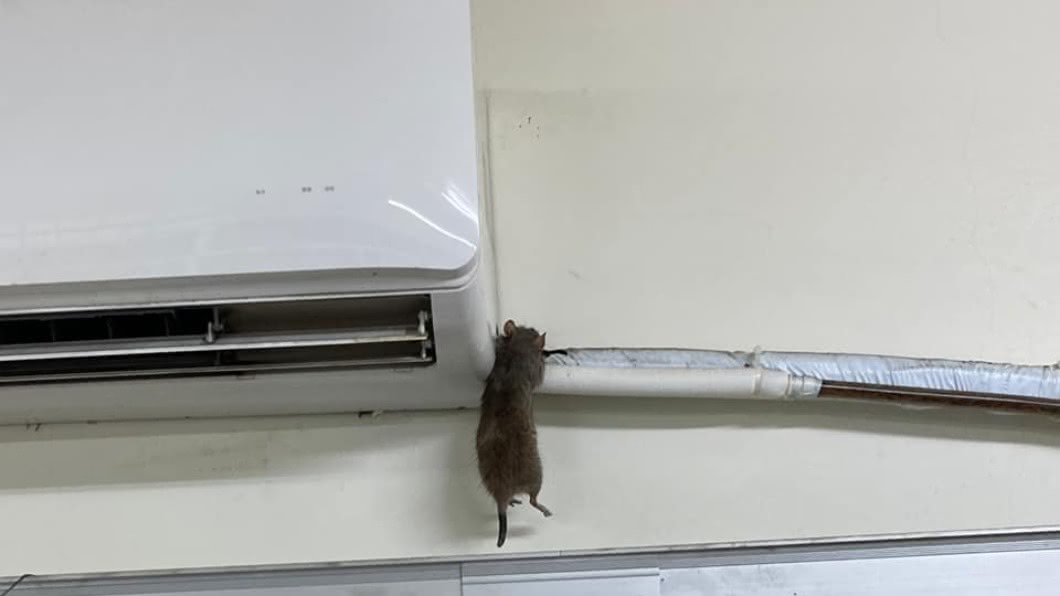 冷氣停止...抬頭驚見焦屍高掛 網笑:皮卡丘轉職失敗?