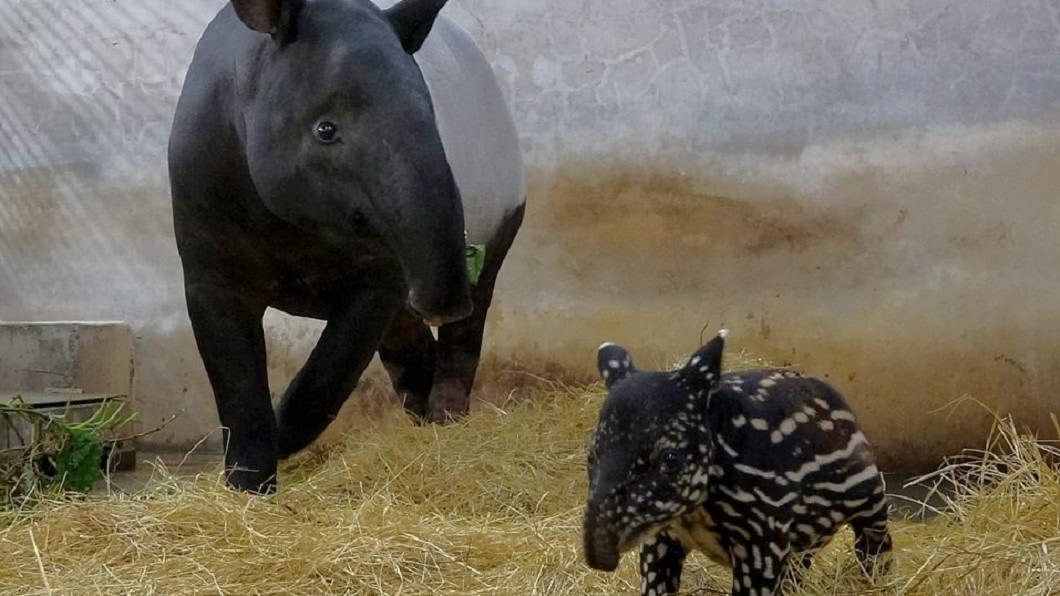 馬來貘寶寶命名大戰! 動物園提「超鬧2字」迎戰乾爹