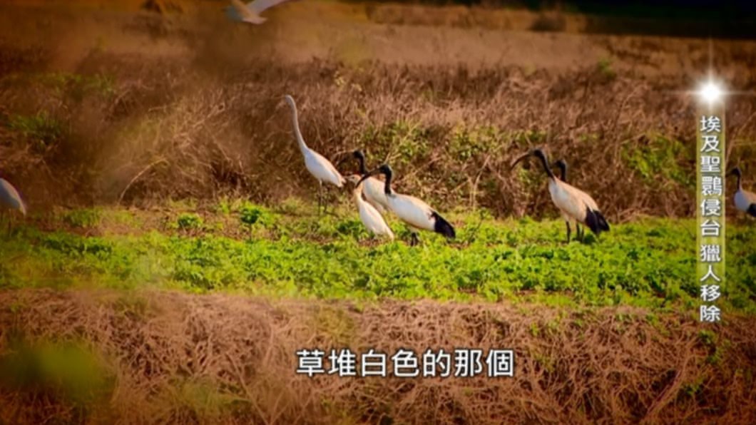 聖鳥變剩鳥-埃及聖䴉在台悲歌