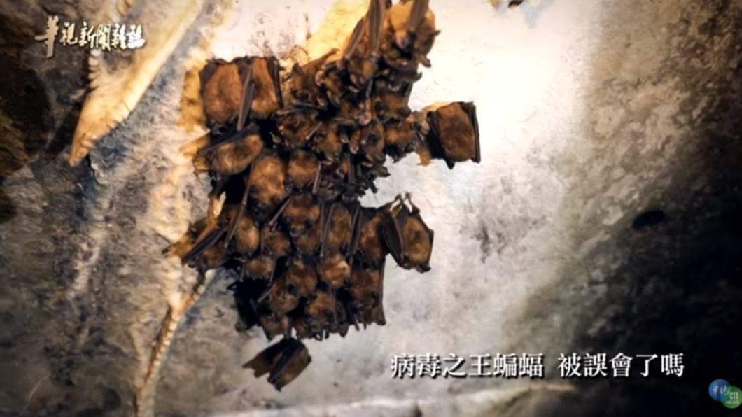身在「蝠」中不知福?