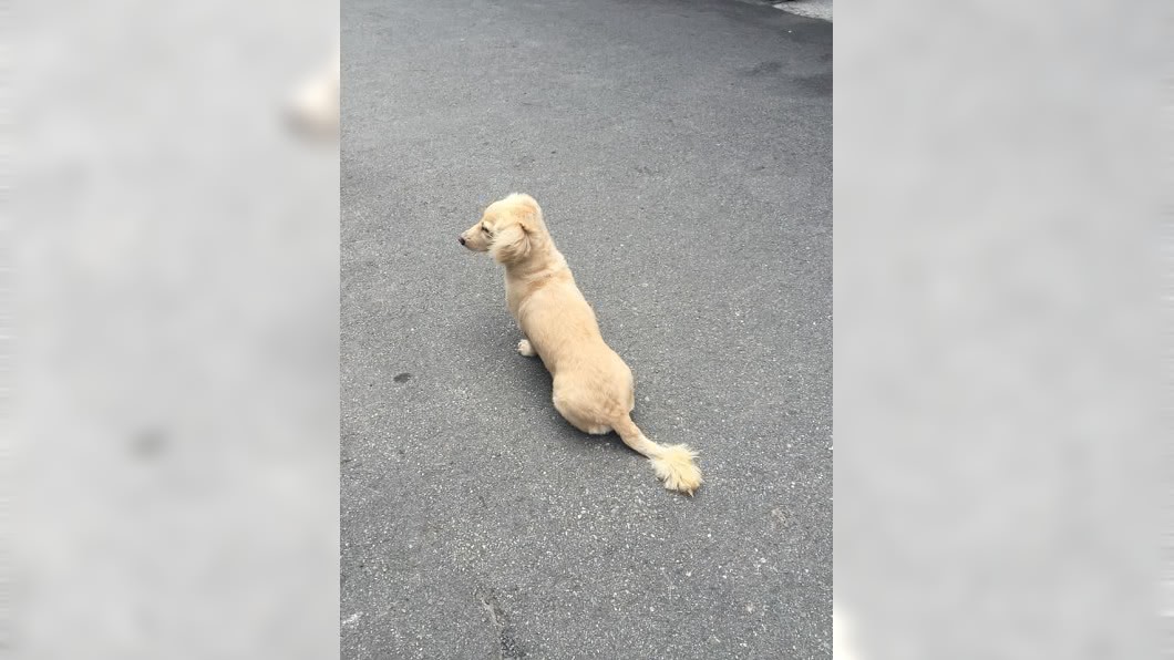 天兵媽外出遛狗忘了帶回家 愛犬「哀怨背影」樓下苦等