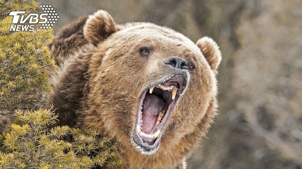 灰熊恐怖！男森林打獵顧收屍　慘成巨熊獵物被咬死
