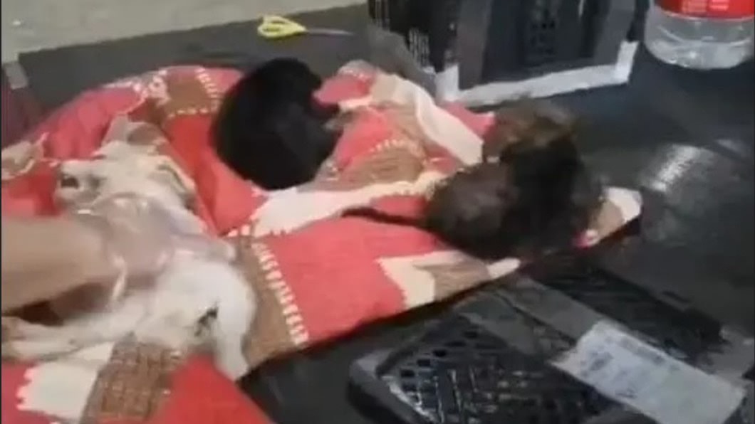 倖存動物已被救出治療。(圖/翻攝自微博)