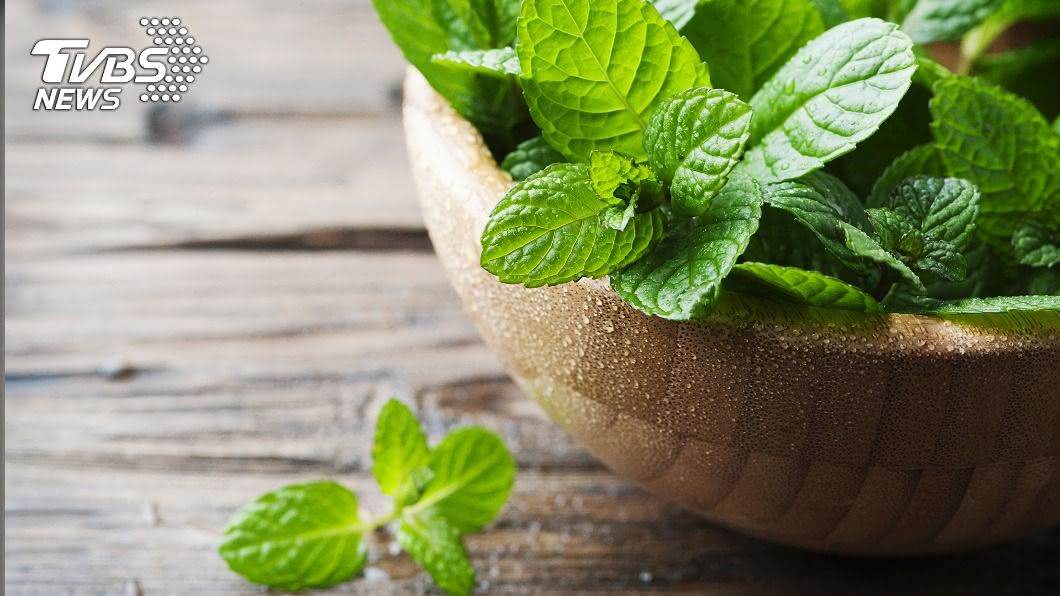家事專家透露,薄荷是蟑螂最怕的味道。(示意圖/shutterstock 達志影像)