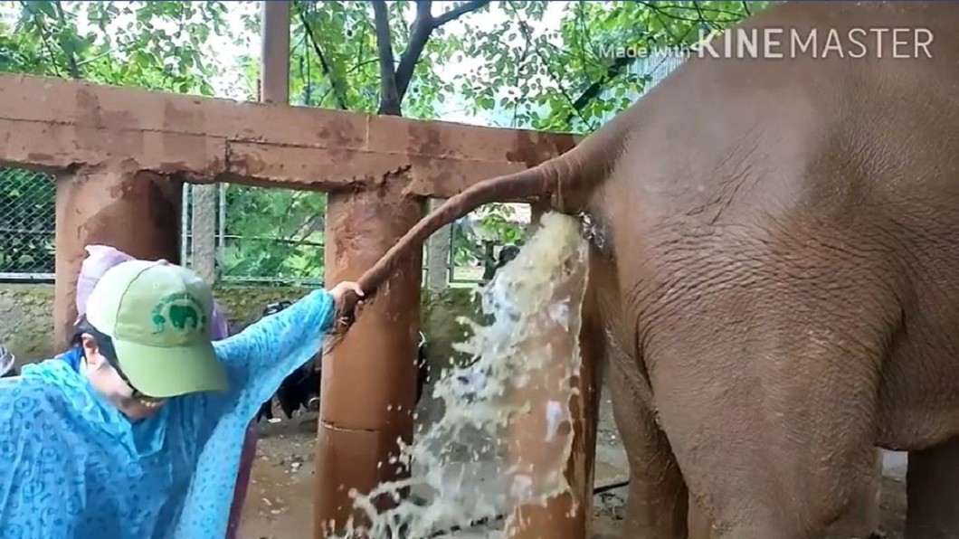下秒被噴得全身都是。(圖/翻攝自Samui Elephant Sanctuary臉書)