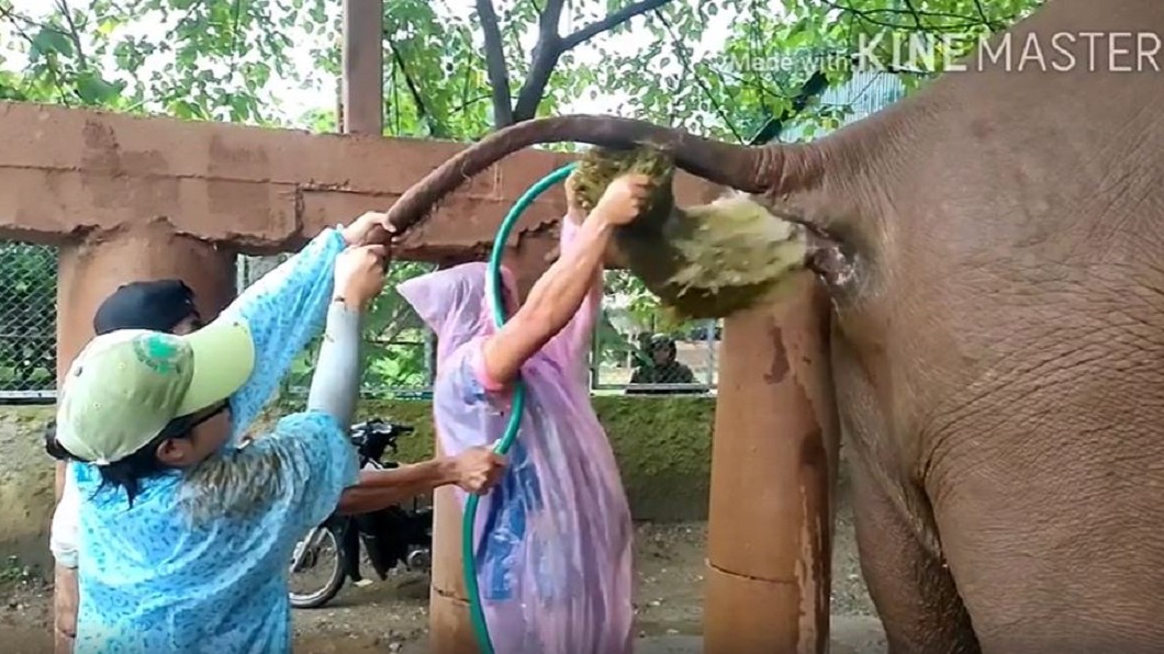 獸醫們協助老象排便。(圖/翻攝自Samui Elephant Sanctuary臉書)