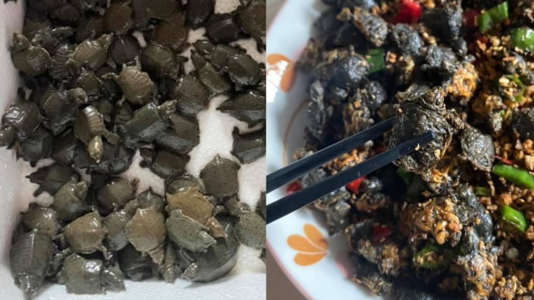 活的下鍋炸!他分享「香酥椒鹽小鱉」食譜 網:喔買尬