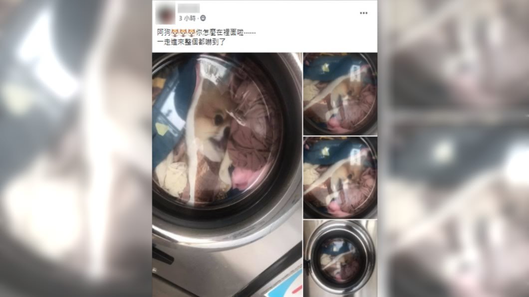 民眾分享自己被嚇到的過程。(圖/翻攝自爆廢公社)
